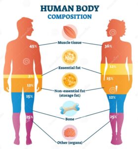 Read more about the article Part 1 – Optimal Body Composition