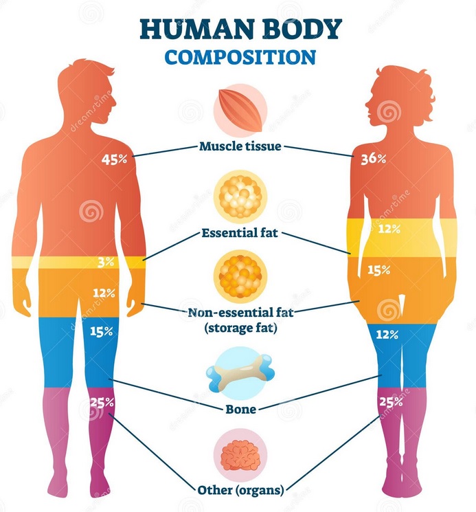 Part 1 – Optimal Body Composition